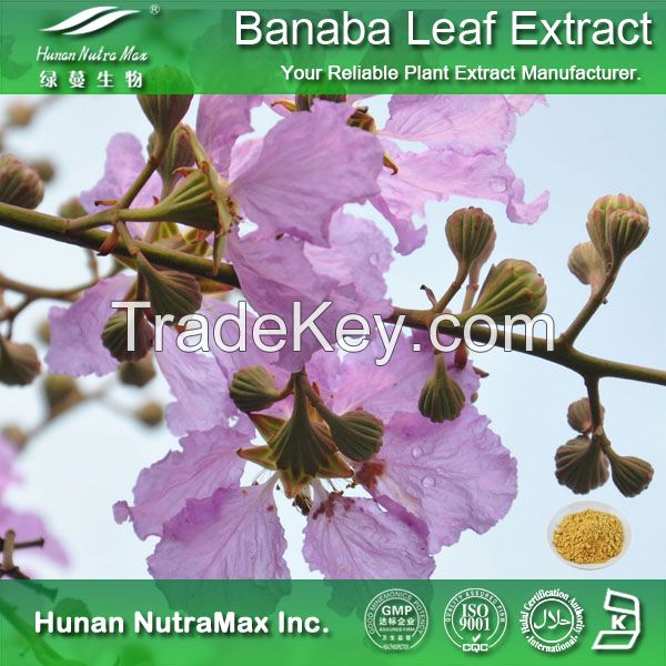 Banaba Leaf Extract Corosolic acid