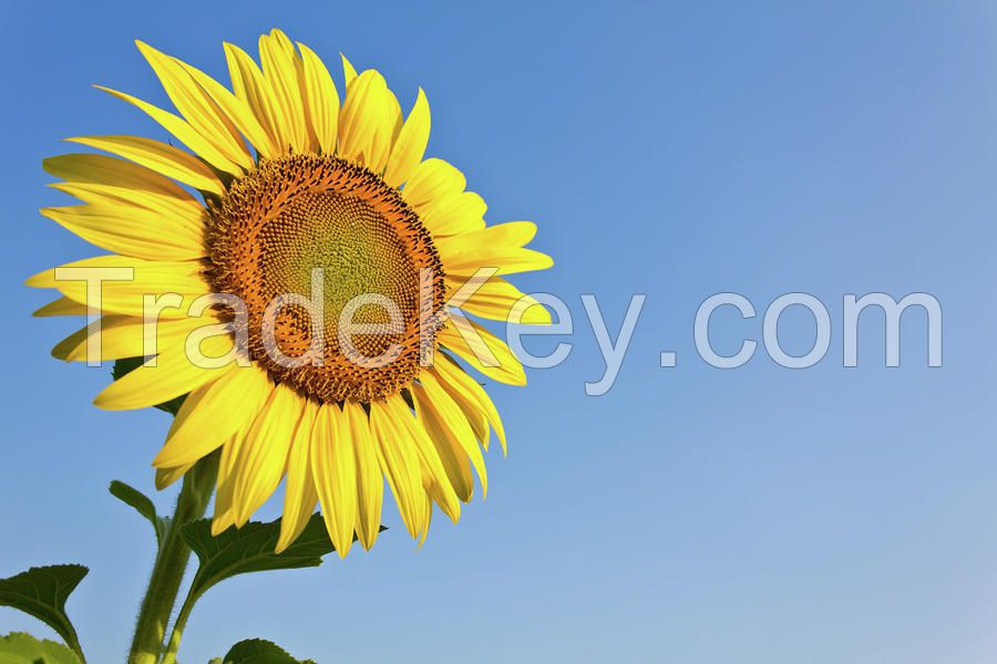 Sunflower Oil