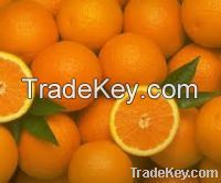 Fresh Oranges