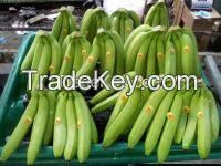Sell FRESH GREEN BANANA