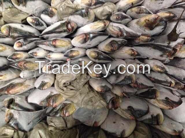 Sell frozen mahi mahi fish 1-2kgs per pc
