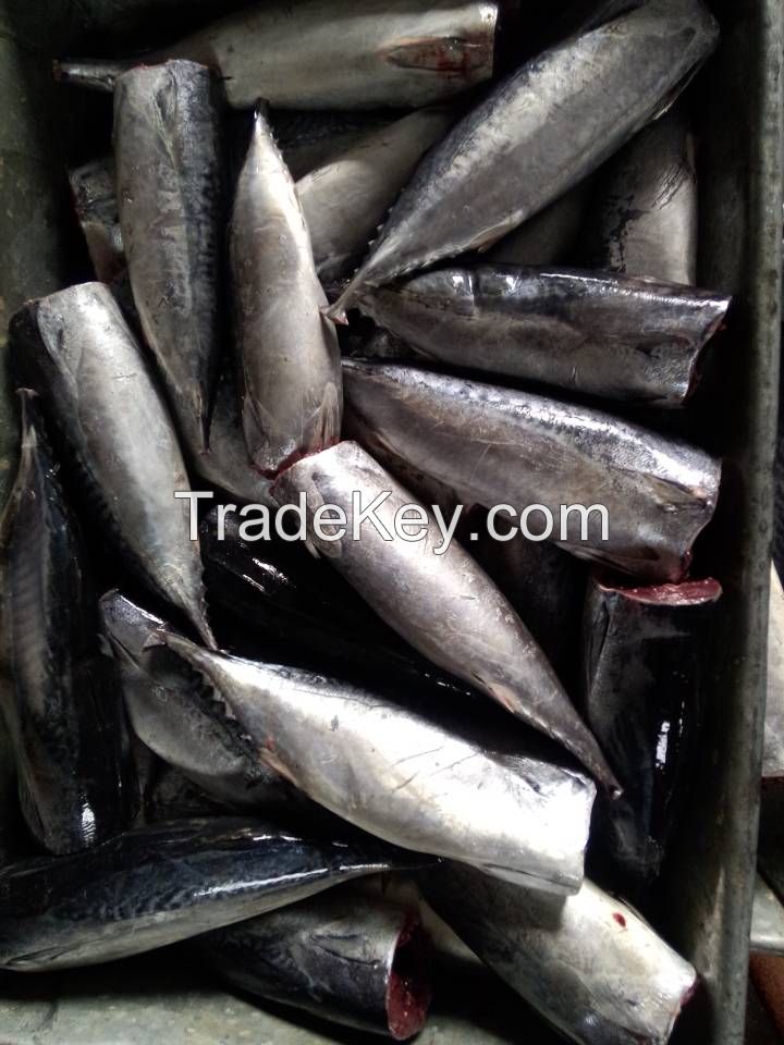 HGT bonito fish for cannry