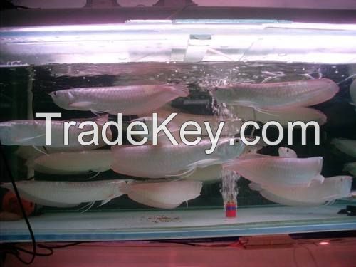 Arowana Fish