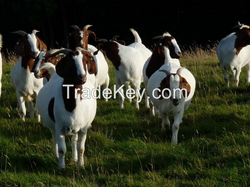 Healthy Boer goats