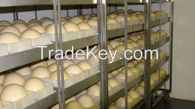 Fertile Ostrich Eggs