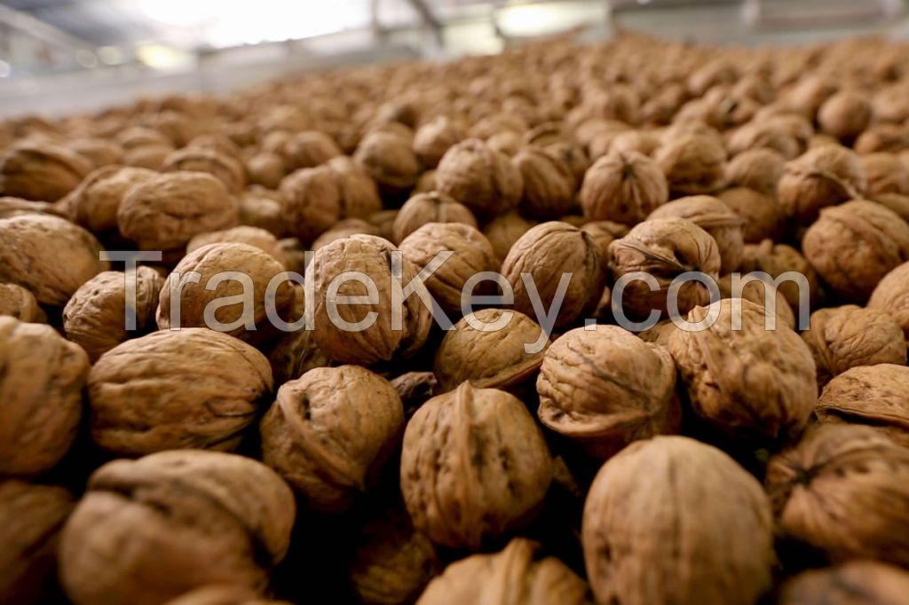 Walnuts Halves