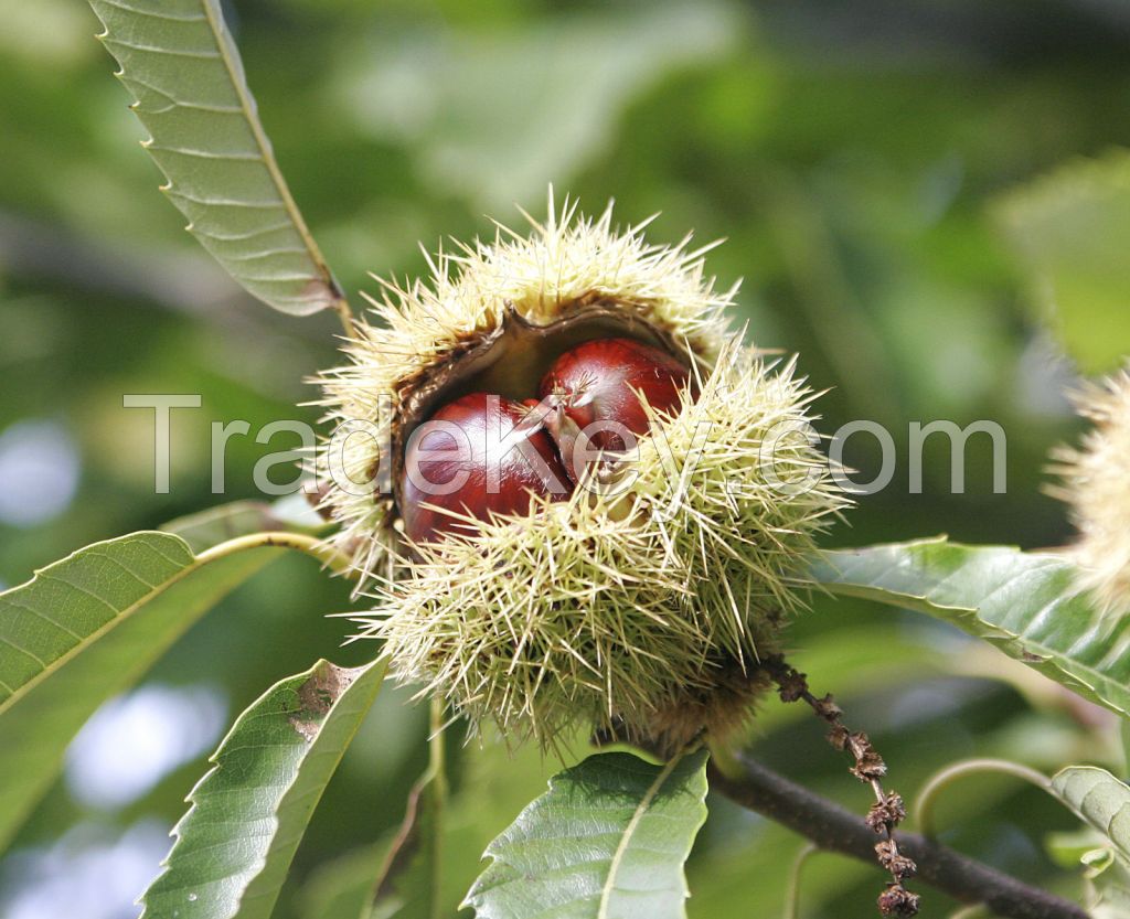 Sell Sweet Chestnut