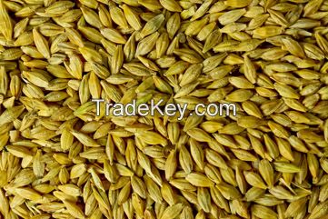 Sell Organic Barley