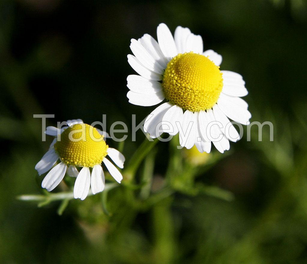 Chamomile