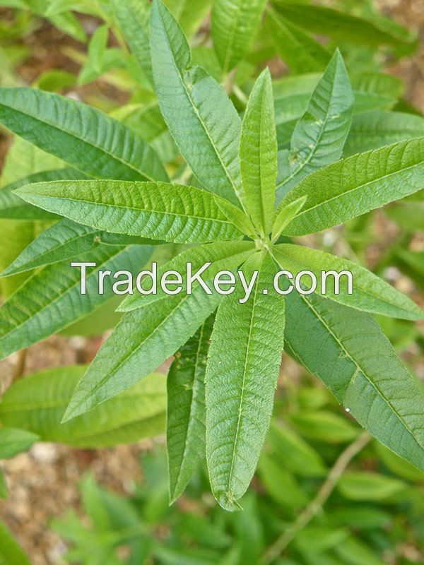 Lemon Verbena