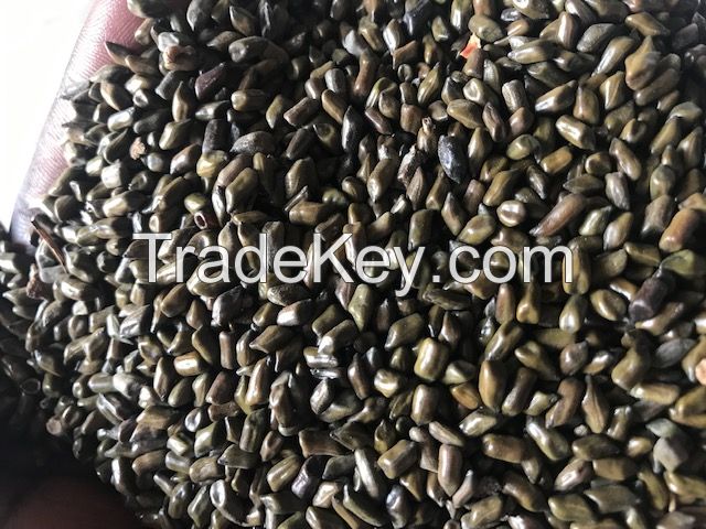 CASSIA TORA SEED