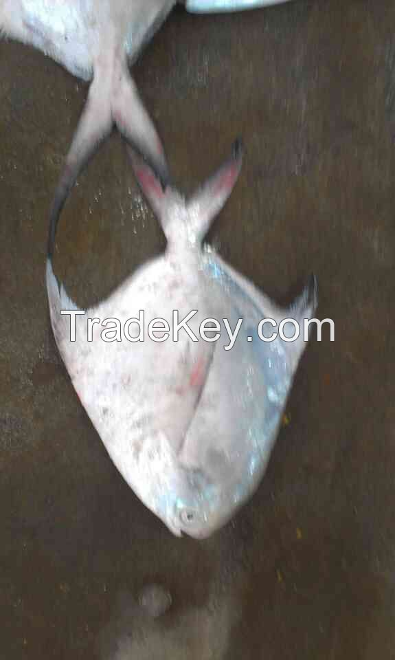 Sell / Frozen Silver Pomfret , Chinese Pomfret , Black Pomfret , Golden Pomfret