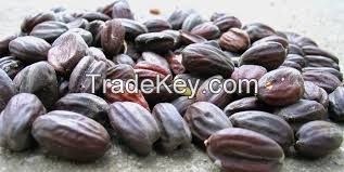 Jojoba Seeds