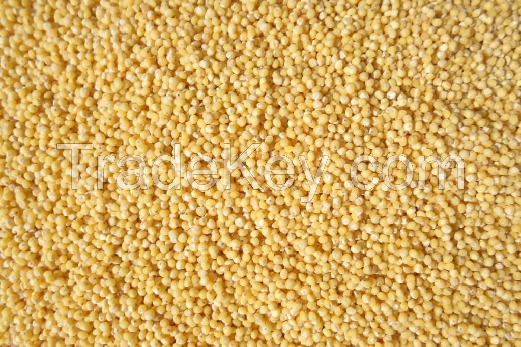 yellow polished millet