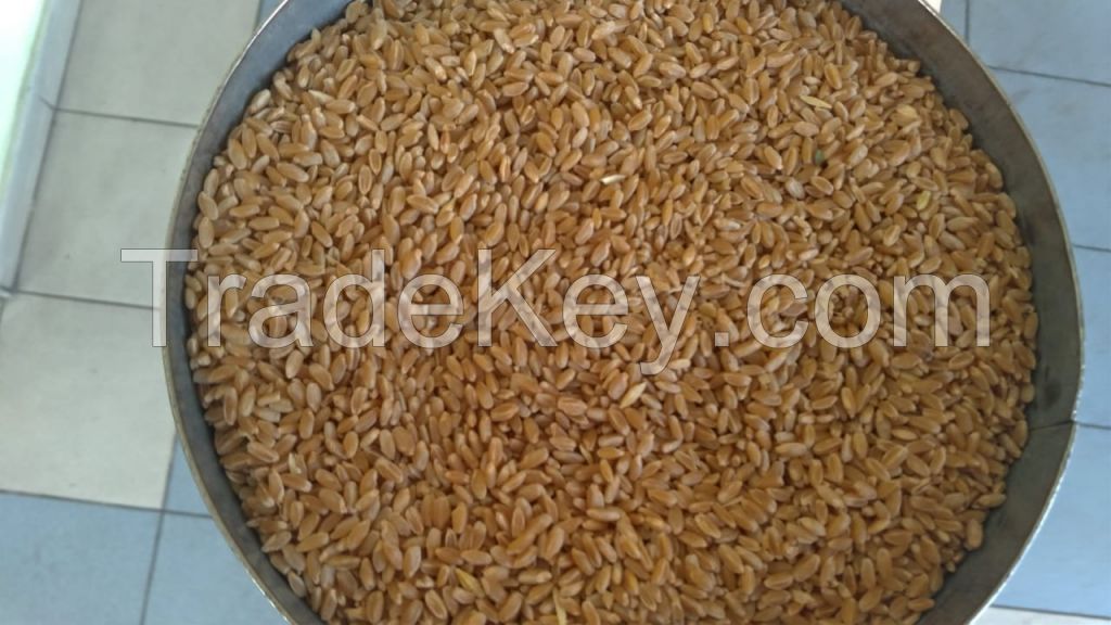 Hard wheat durum