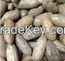 hookeri raphia seeds for sell