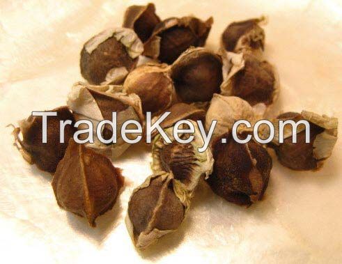 Moringa Seeds