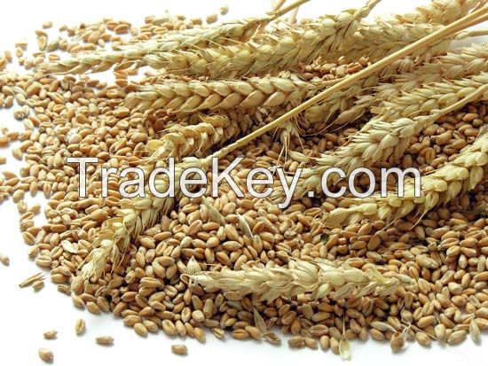 Supplier Wheat, Wood pellet, Sunflower seed , Egg, Yellow corn, 