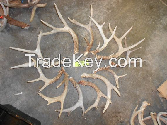 Deer Antlers