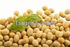 Soybean