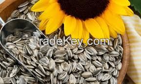 Sunflower Kernels