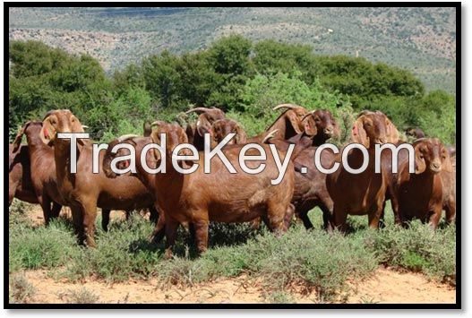 kalahari bore goats