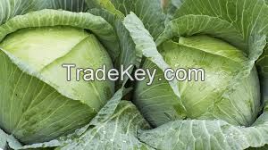 Fresh cabbage