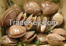 Clams Mollusk