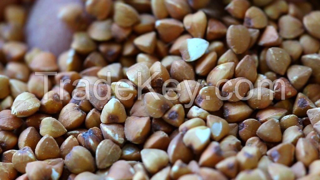 Buckwheat Seeds