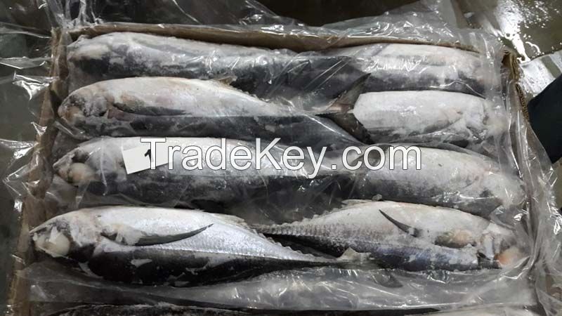 Frozen Horse Mackerel fish