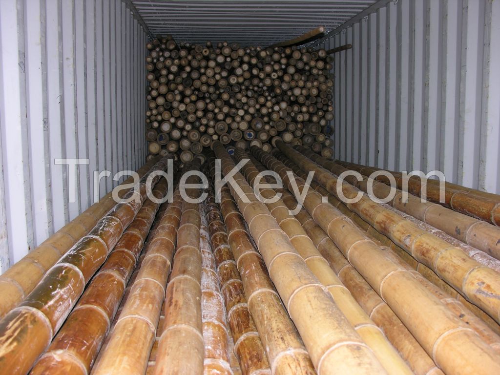 Bamboo Poles for sale