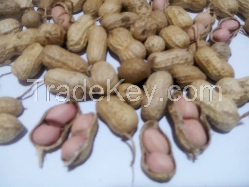 PEANUTS (Ground Nuts), SHELLED or UNSHELLED FROM WEST AFRICA