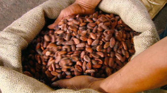 COCOA BEANS