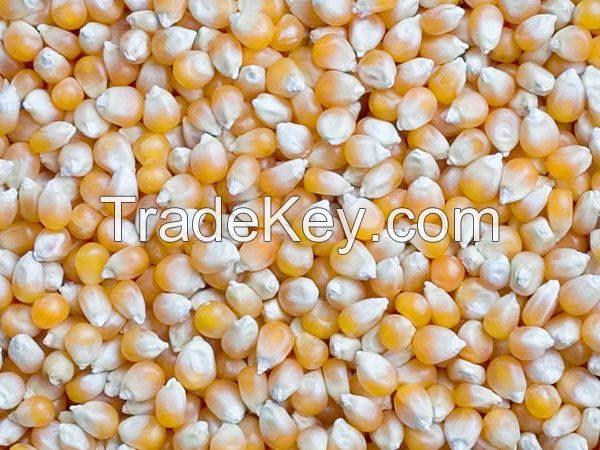 YELLOW AND WHITE CORN MAIZE AT CHEAP PRICE