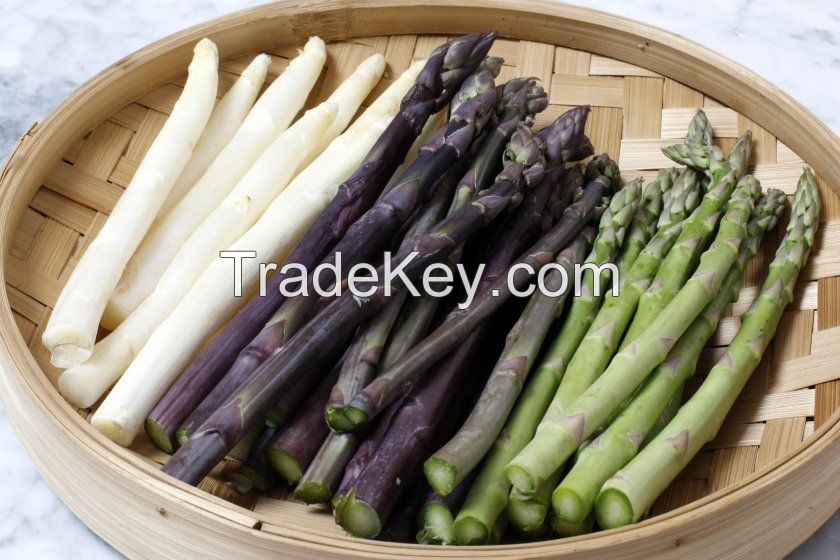 FRESH ASPARAGUS / FROZEN ASPARAGUS WITH LOW PRICES