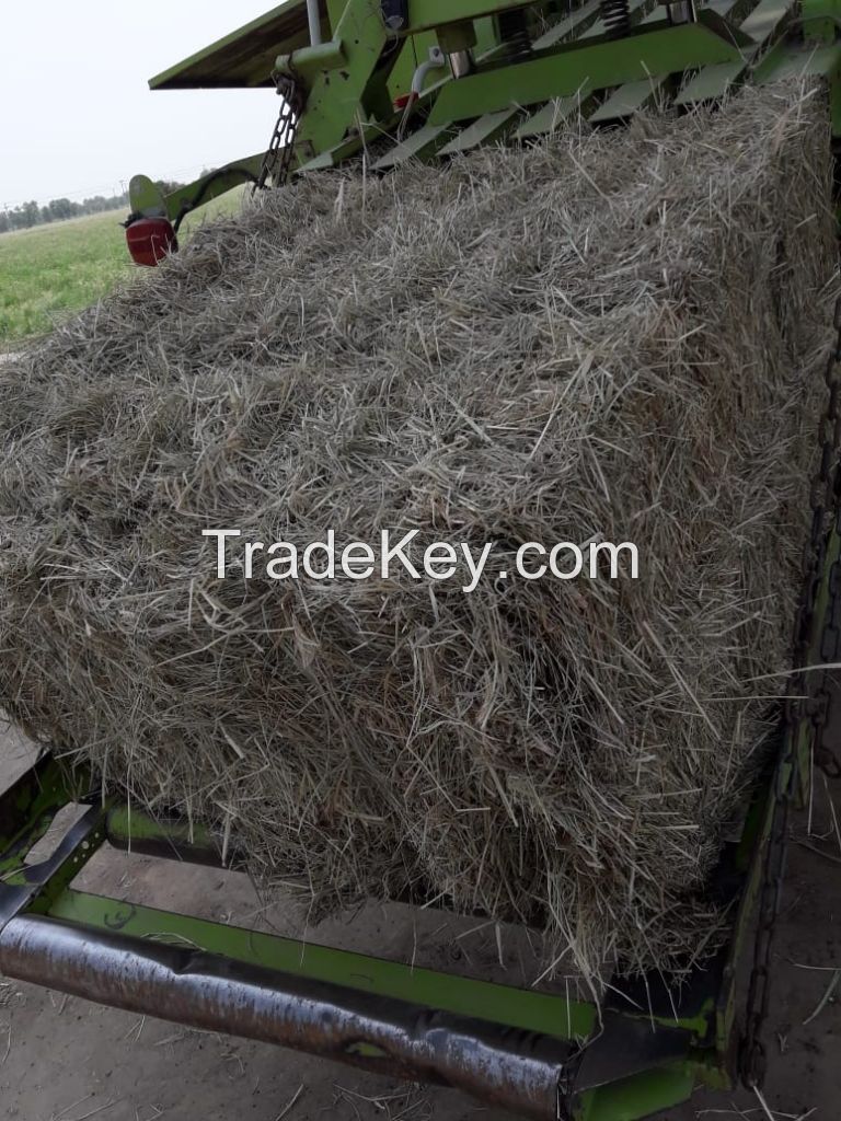 Rhodes grass