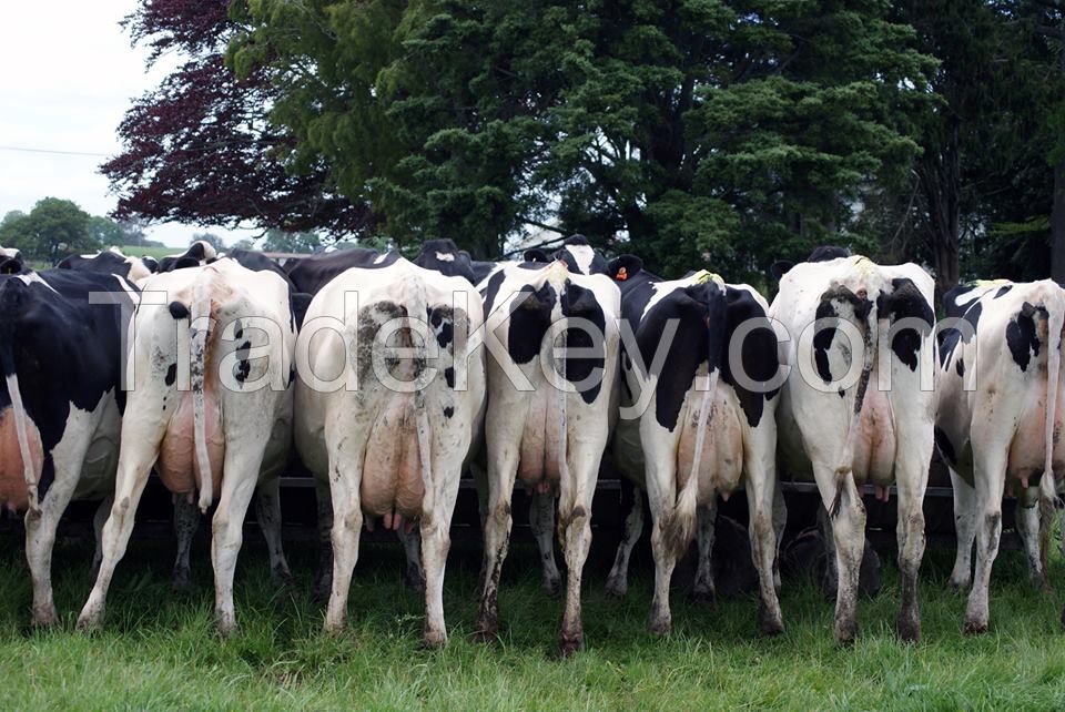 Live Dairy Cows And Pregnant Holstein Heifers