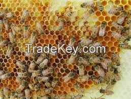 bee wax, bee wax candle.natural honey, honey juice