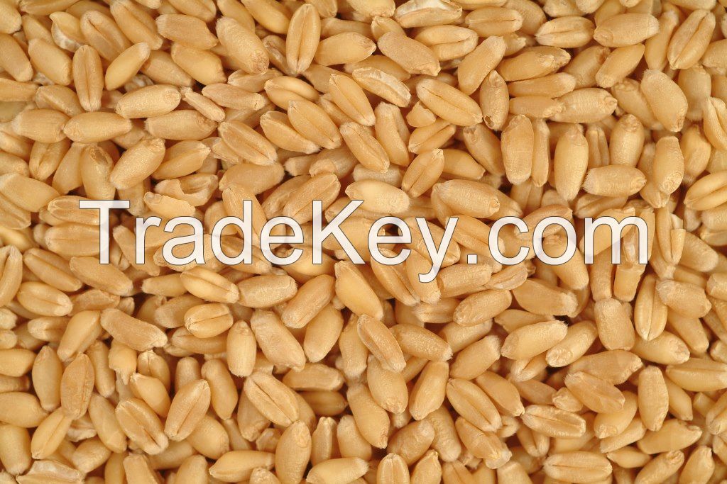 Wheat Offer