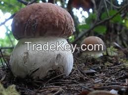 boletus mushrooms