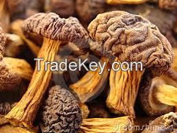 dried mushrooms