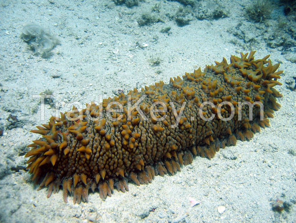 sea cucumber