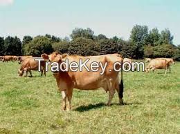 Jersey cow