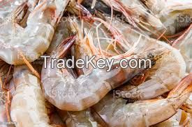 Fresh Shrimps