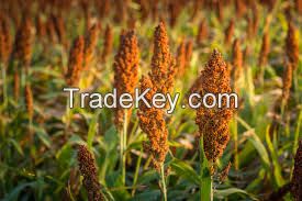 Sorghum