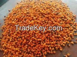 South African Strelitzia Nicolai Seeds