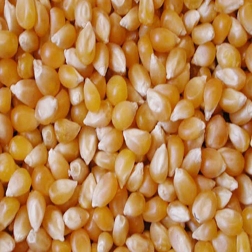 Yellow and white corn for human Consumption and Animal Feed.