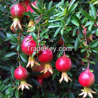 SUPER QUALITY FRESH POMEGRANATE