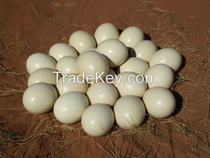 Sell Fertile Ostrich Eggs