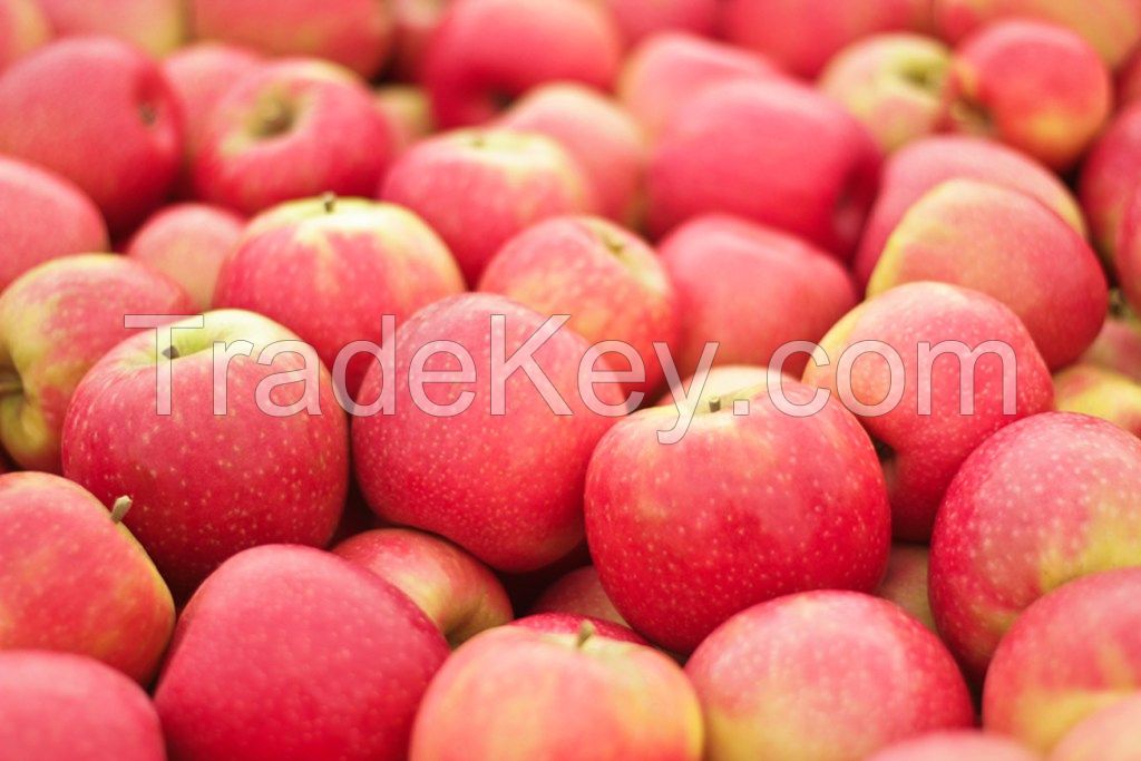 Granny Smith, Honey Crip and  Cripps Pink Supplier